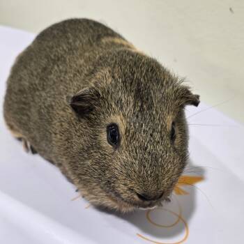 Rescue Guinea Pig Guinea Pigs for Adoption in Tampa, Florida - Baphomet | PetCurious